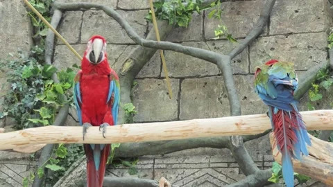 Macaw parrots close-up. Sociable parrots Stock Footage 219951822