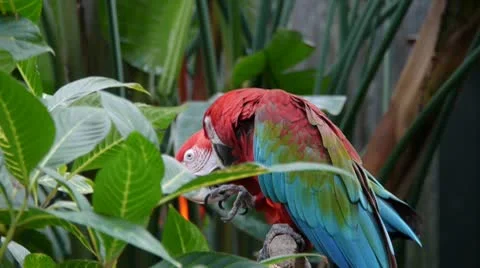 Macaw Parrots Видео 10792856