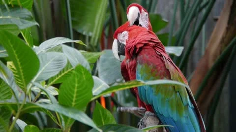 Macaw Parrots Stock Footage 10792863