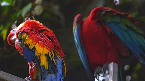 Macaw Parrots Stock Footage 108892353