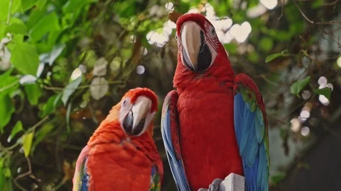 Macaw Parrots Stock Footage 108892631