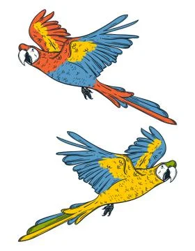Macaw parrots. Hand drawn vector illustration Stockillustratie