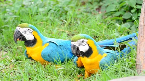 Macaw parrots. HD Stock-Footage 42183553