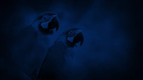 Macaw Parrots In The Jungle At Night Stock Footage 331599427