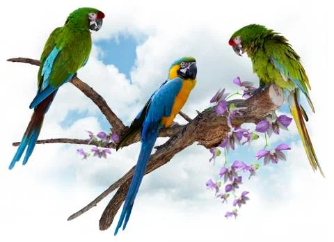 Macaw parrots perching Stock Photos