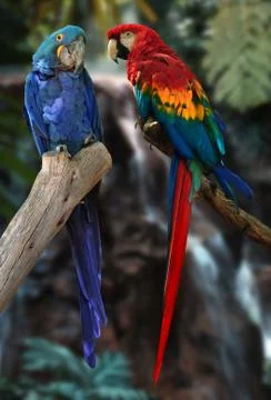 Macaw parrots Foto stock