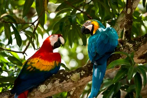Macaw parrots Stock Photos