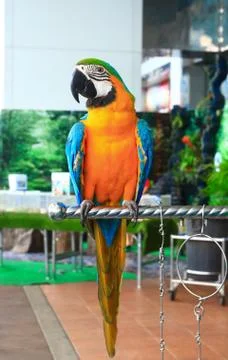 Macaw parrots 스톡 사진