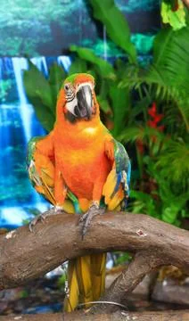 Macaw parrots Stock Photos