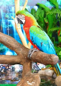 Macaw parrots Stock Photos