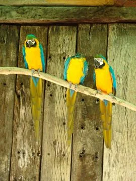 Macaw parrots Stock Photos