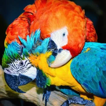 Macaw Parrots Stock Photos