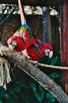 Macaw Parrots Stock Photos
