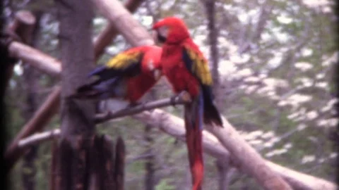 Macaw parrots sitting on perch captive animals Stock Footage 72432823