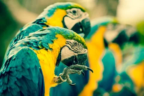 Macaw parrots sitting on a row Stock Photos