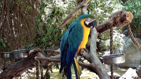 Macaw Parrots Sitting In Trees Video stock 76003330