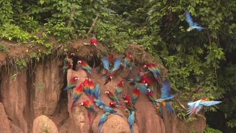 Macaw Parrots slow motion Amazon rain forest clay lick Stock Footage 297756941