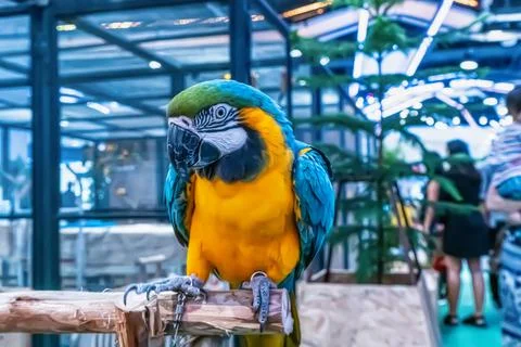 Macaw perched on a branch 스톡 일러스트