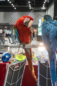 Macaw perched on a branch Foto stock