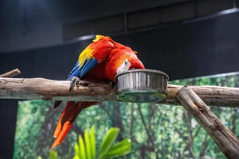 Macaw perched on a branch 스톡 사진