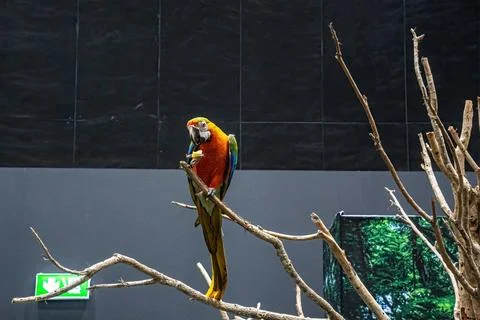 Macaw perched on a branch 스톡 사진