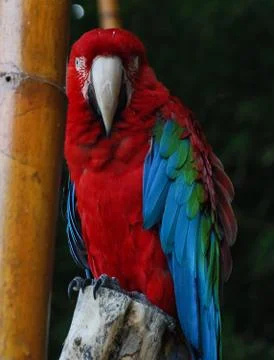 Macaw Perched on a log Stock Photos