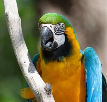 Macaw perched on a tree Stock Photos