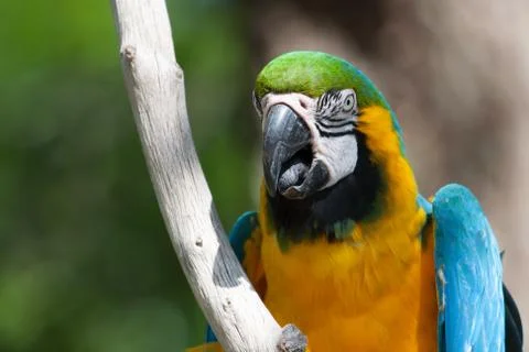 Macaw perched on a tree Stock Photos