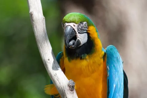 Macaw perched on a tree Stock Photos