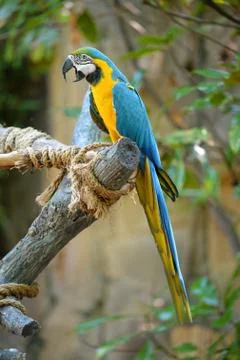 Macaw Perched on Tree Stock Photos