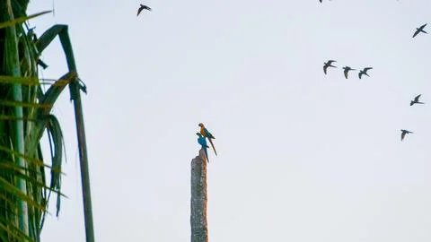 Macaw Peru Forest Stock Photos