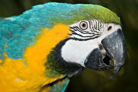 Macaw. Foto stock