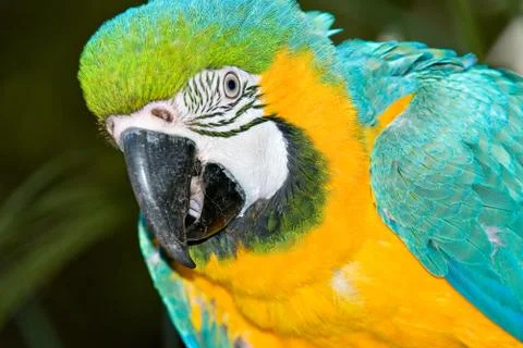 Macaw Stock Photos