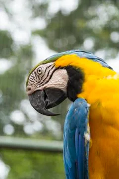 Macaw Stock Photos