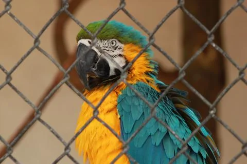 Macaw Stockfoto's