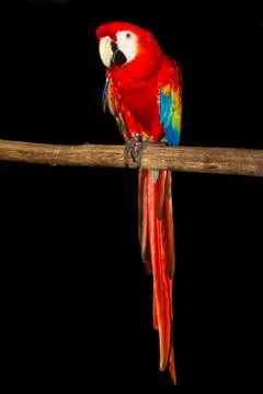 Macaw Stock Photos