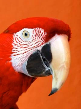 Macaw Stock Photos