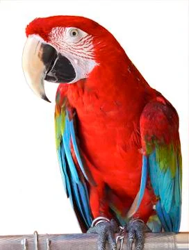 Macaw Stock Photos