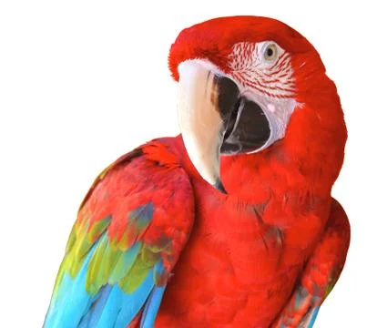 Macaw Stock Photos