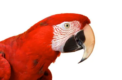 Macaw Stock Photos