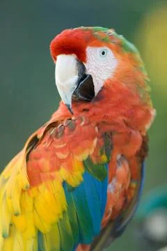 Macaw Stock Photos
