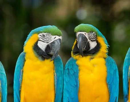Macaw Stock Photos