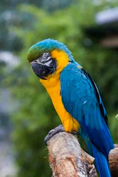 Macaw Stock Photos