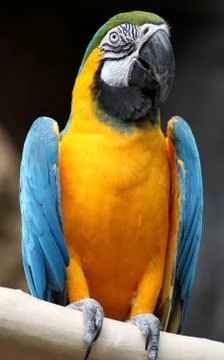 Macaw Stock Photos