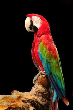 Macaw Stock Photos