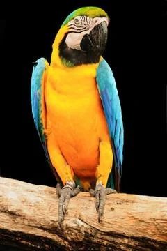 Macaw Stock Photos