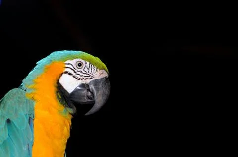 Macaw Stock Photos