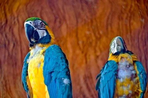 Macaw Stock Photos