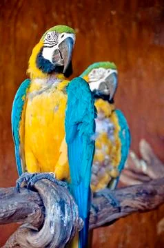 Macaw Foto stock