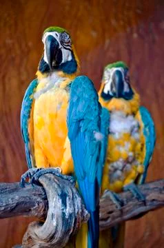 Macaw Stock Photos